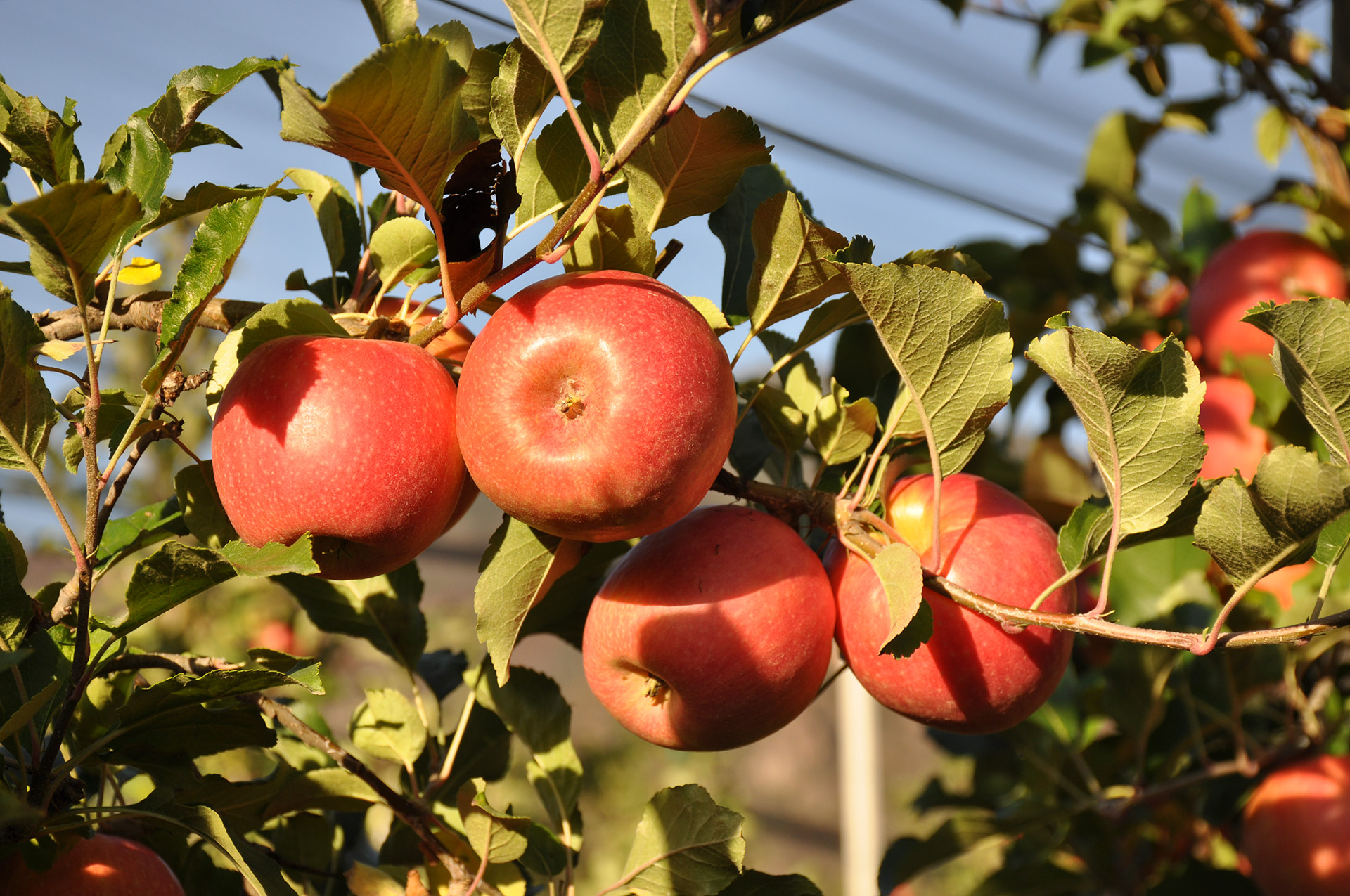 INTERPOMA 2018:  El Mundo de la Manzana