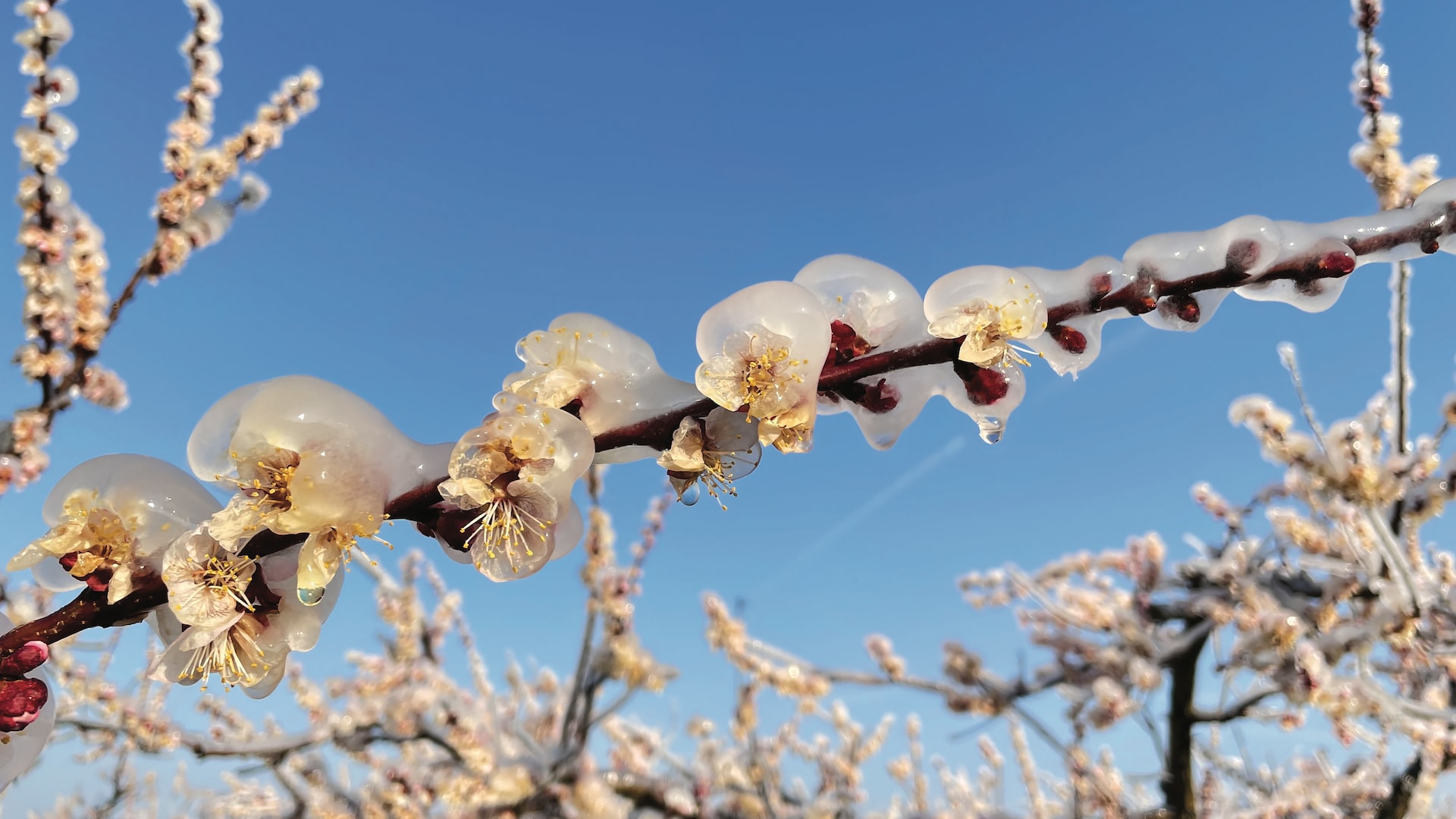 Las frutas, víctimas del cambio climático