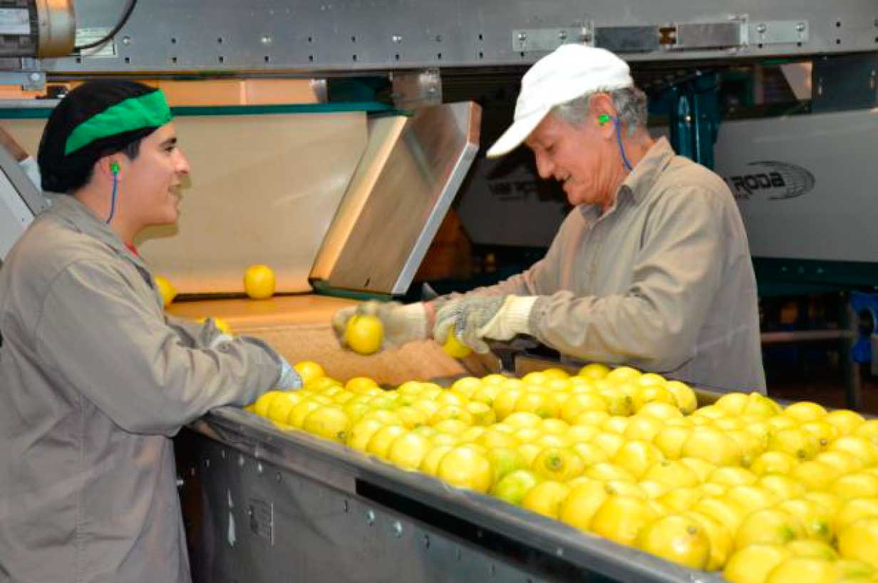 El limón argentino continúa conquistando al mundo