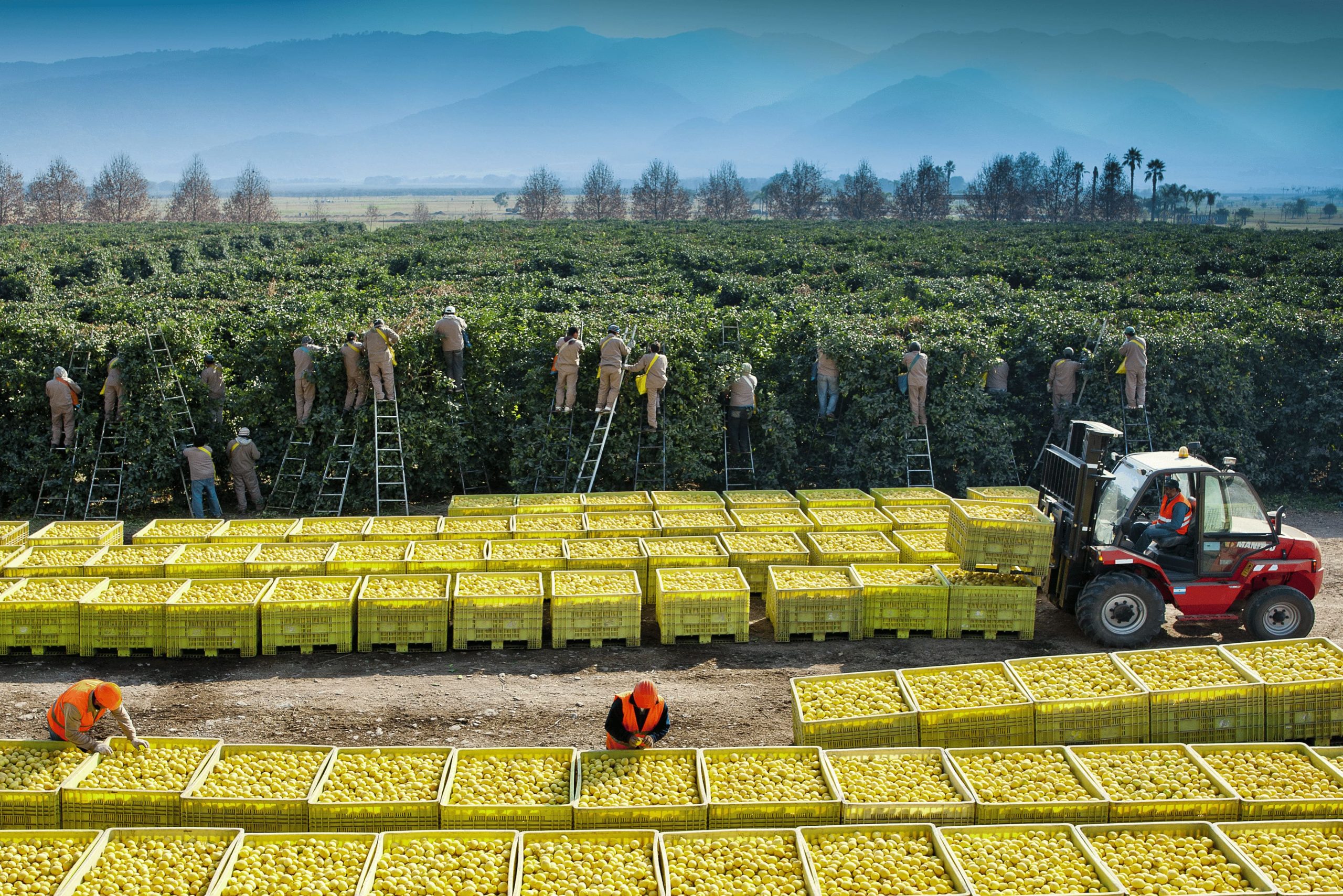 Cítricos argentinos buscan su camino bajo el nuevo orden de Milei