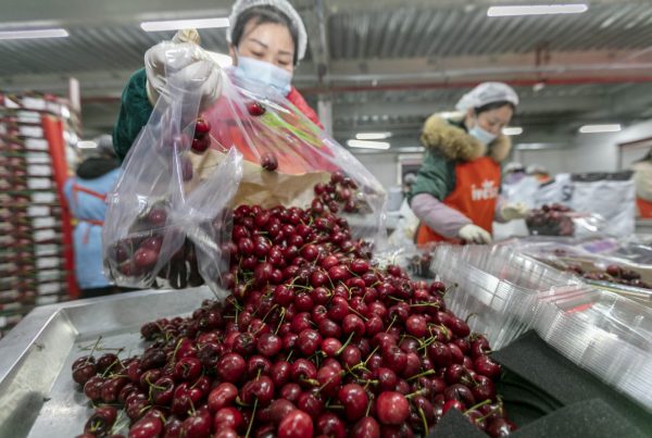 Employees pack Chilean cherries at a packing center in Shanghai. [Photo/Xinhua]